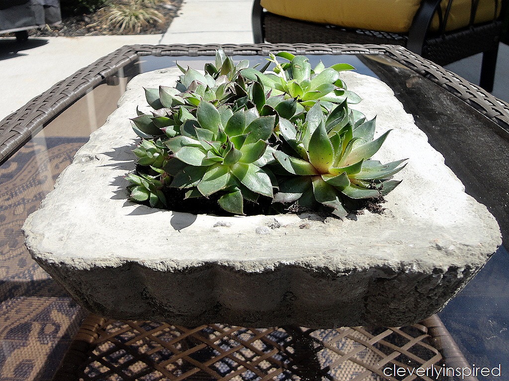 DIY Concrete Tray Planter (video tutorial) - Cleverly Inspired