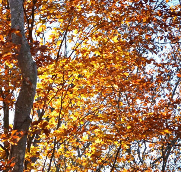 fall foliage @cleverlyinspired (3)