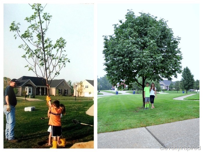 Back to School Tree Picture