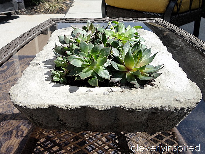 diy concrete planter @cleverlyinspired (3)