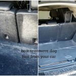 How to remove dog hair from car